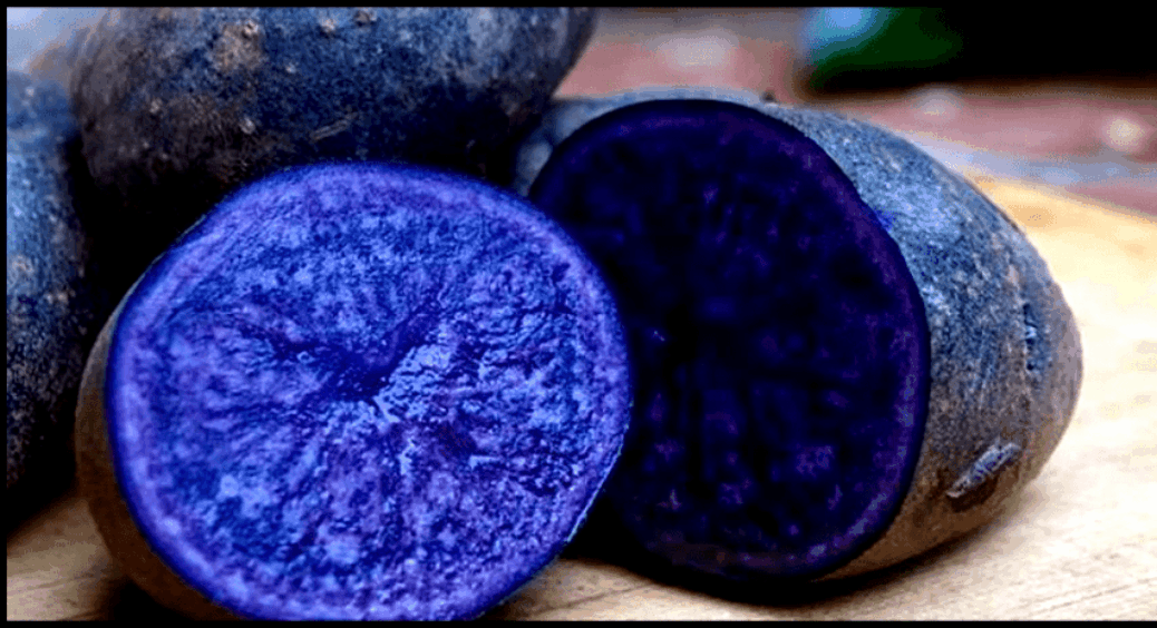 Фіолетова картопля дозріває за 65 днів – бульби по 200 г, а чіпси виходять лілові: смак із нотками горіха 