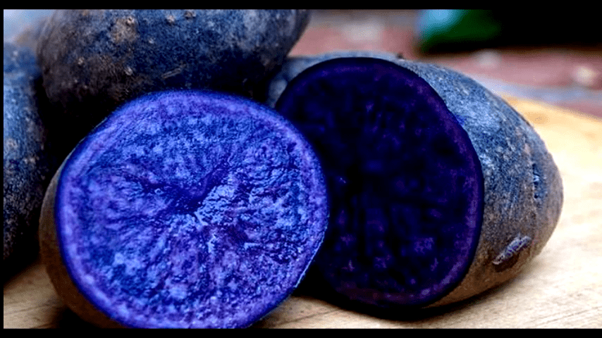 Експерти розповіли про переваги вирощування фіолетової картоплі