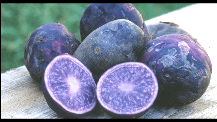 Експерти розповіли про переваги вирощування фіолетової картоплі