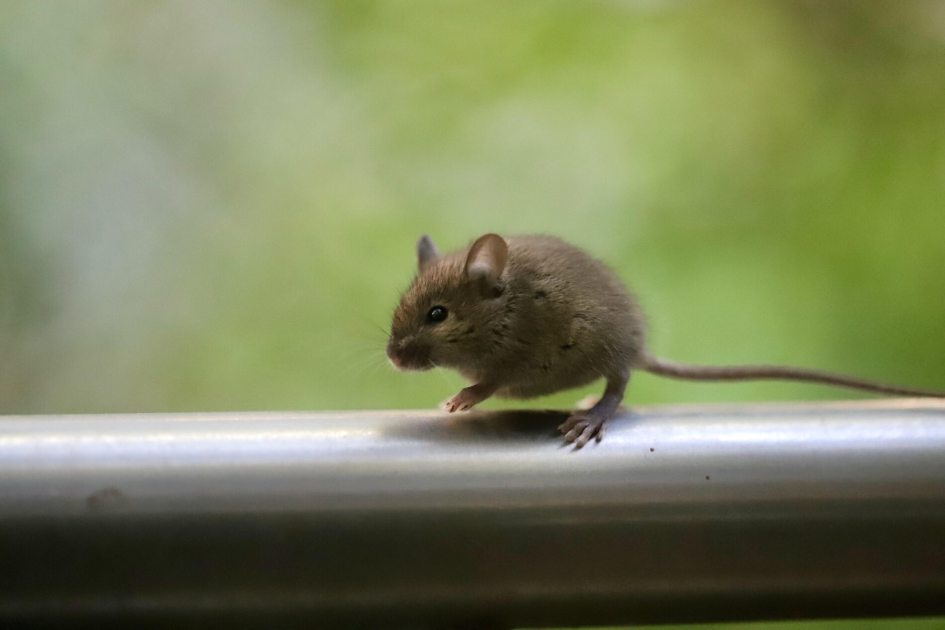 Як позбутись від гризунів на ділянці