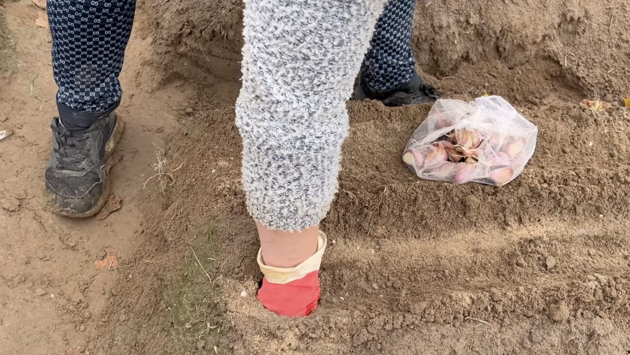 Городники розповіли, як правильно садити озимий часник у кінці жовтня 