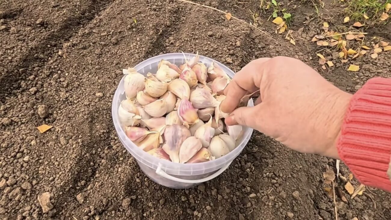 Експерти розповіли, як виростити крупний часник