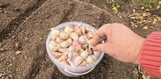 Експерти розповіли, як виростити крупний часник