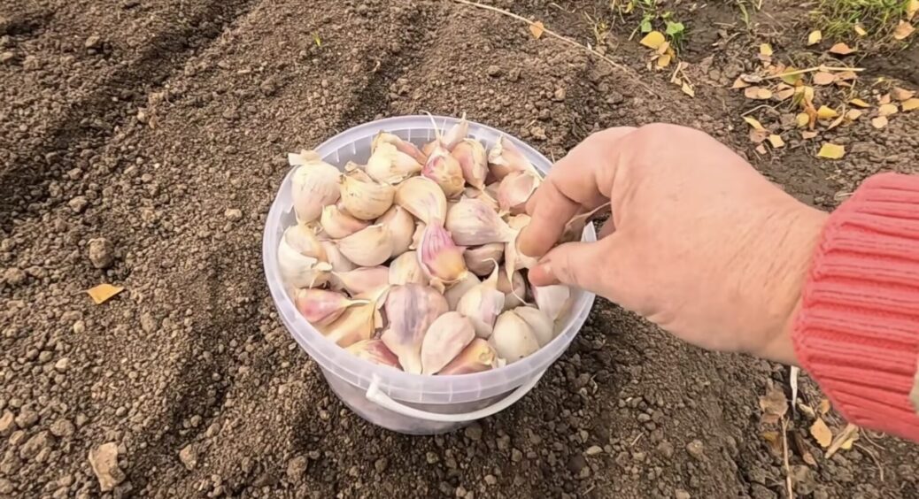 Озимий часник саджу лише 30-31 жовтня: додаю в лунку 1 інгредієнт – і зубки не гниють навіть у сирому ґрунті 