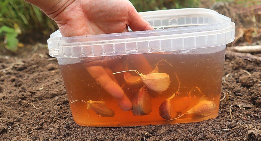 Замочувати в цьому зубчики не можна: озимий часник за це не подякує – 1 помилка, яку я допустила 