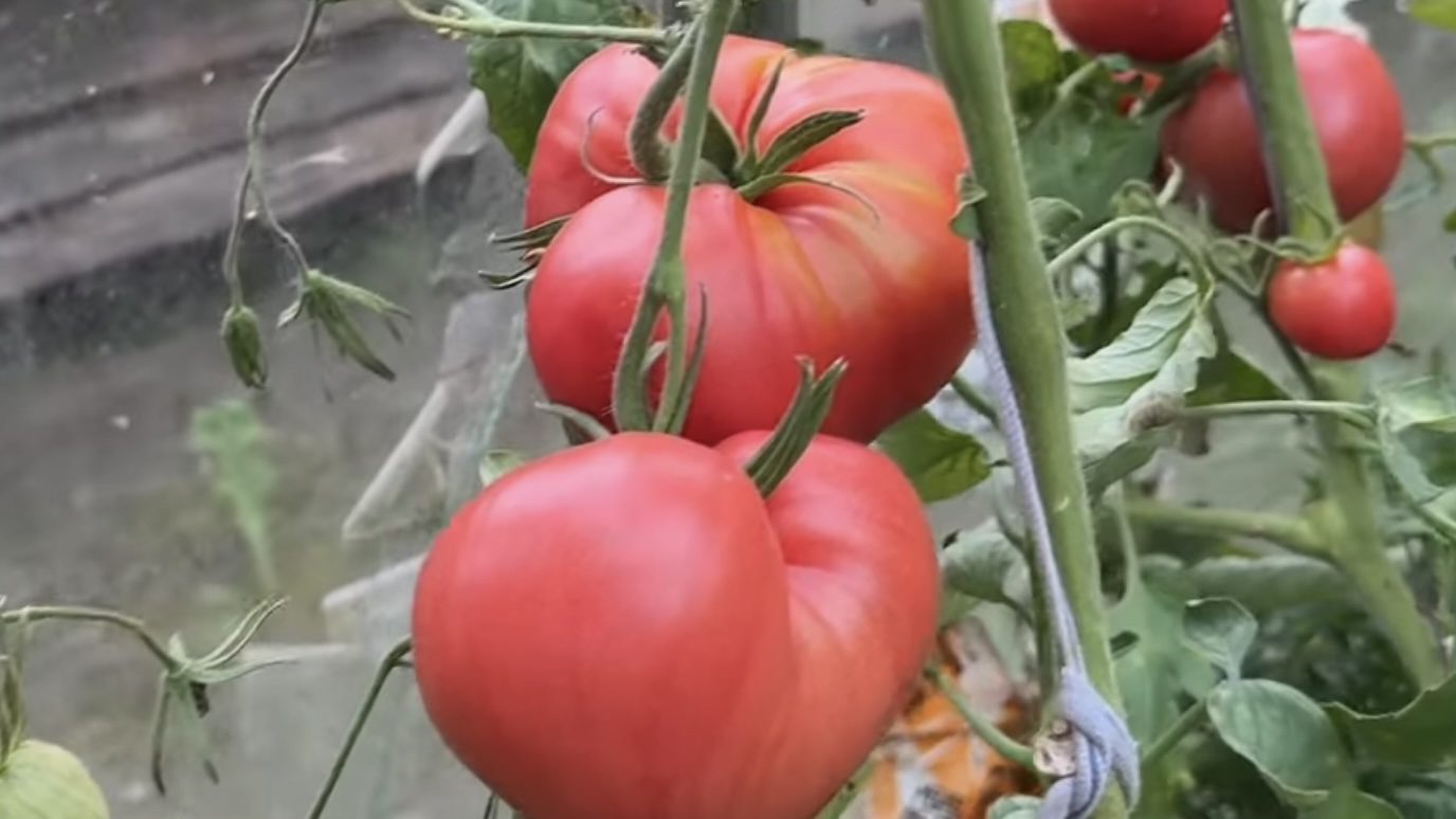 Експерти розповіли, як виростити томати без розсади 