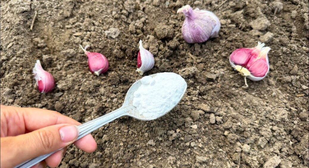 Для тих, хто садить озимий часник у жовтні — уважно: 2 ложки дала у ґрунт перед сіянкою і головки — гіганти 