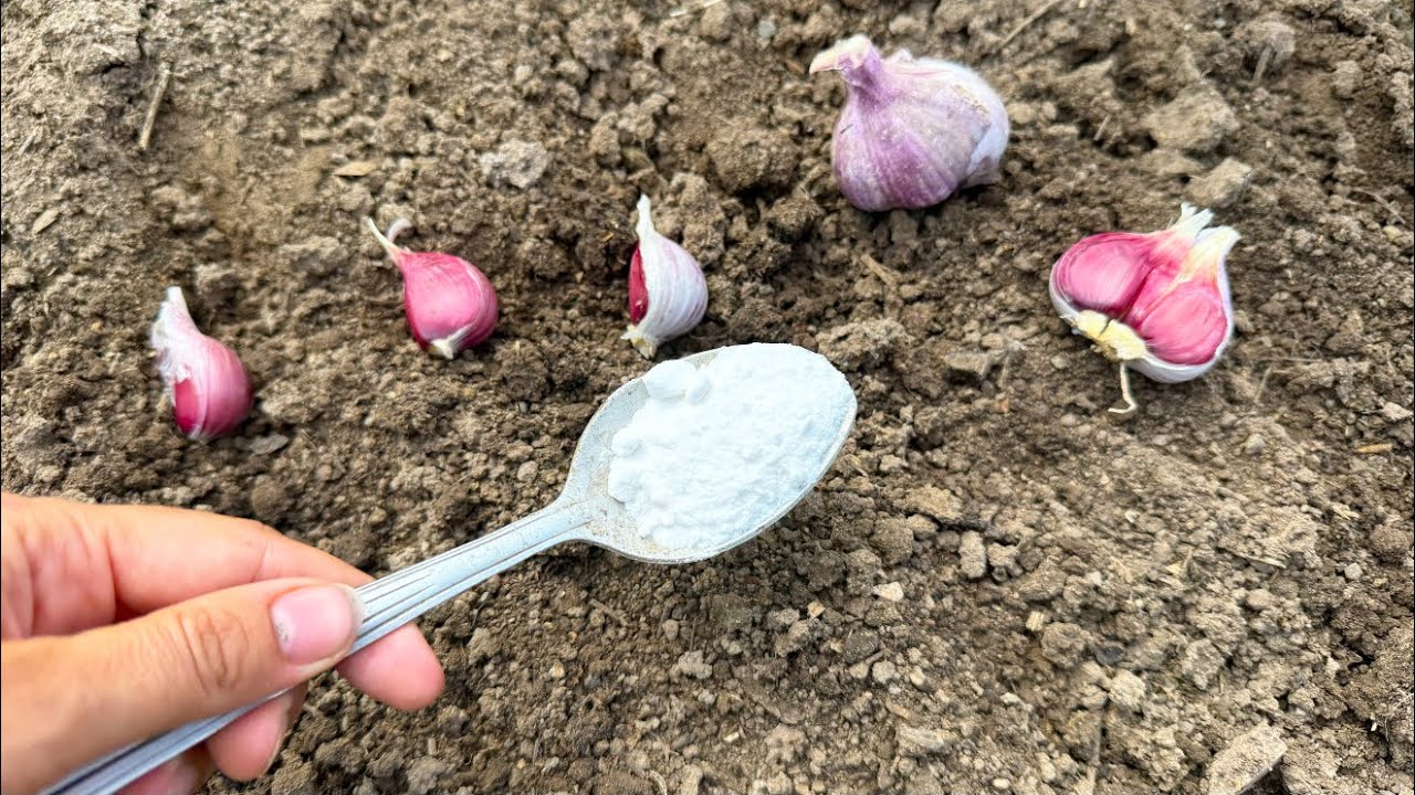 Городники розповіли, як підготувати грядку під озимий часник 