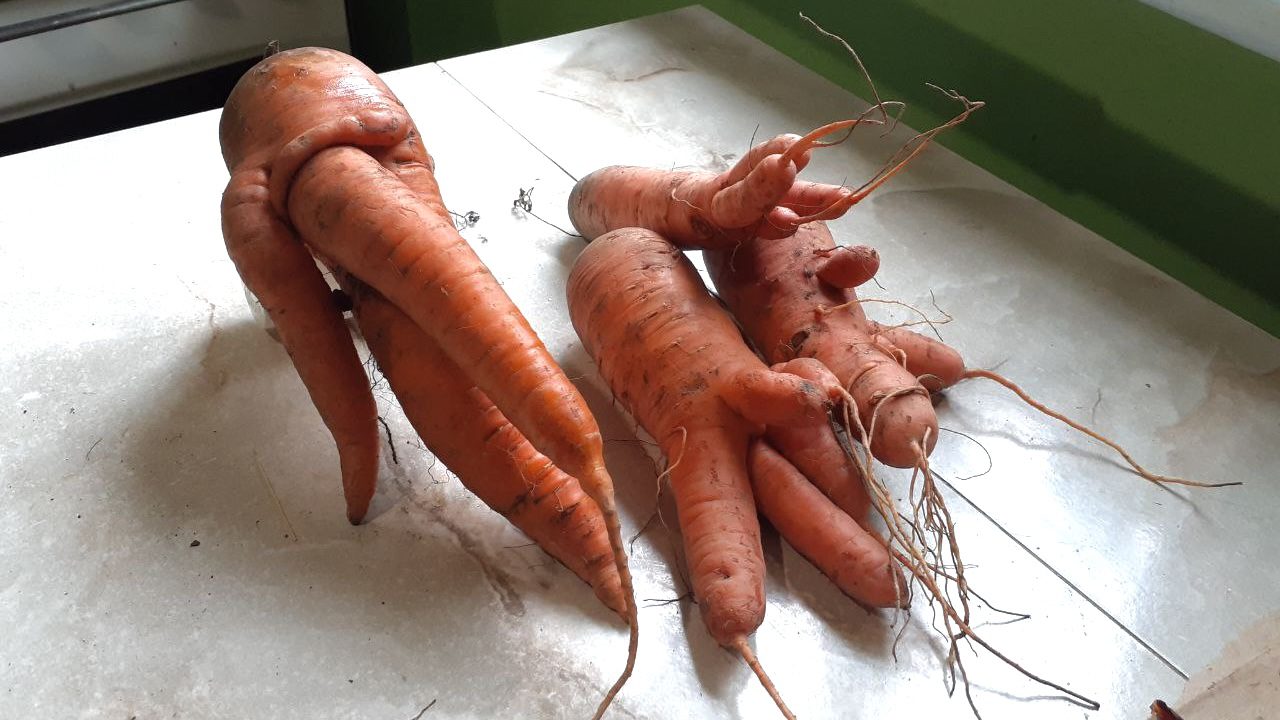 Городники розповіли, через які помилки у догляді морква тріскається 