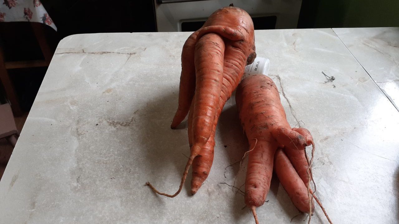 Городники розповіли, чому морква виростає рогатою Городники розповіли, чому морква виростає рогатою