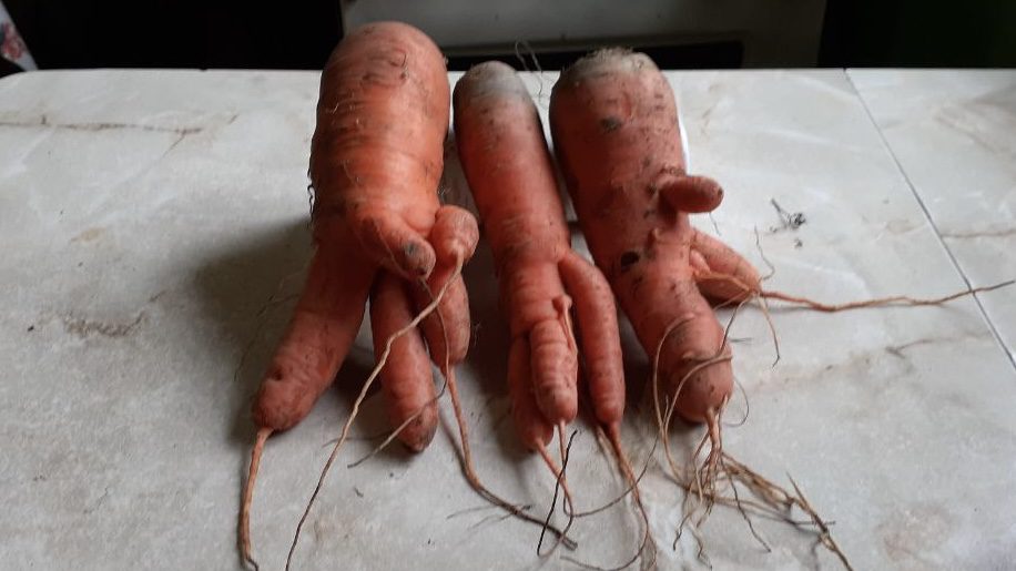 Городники розповіли, чому морква виростає рогатою Городники розповіли, чому морква виростає рогатою