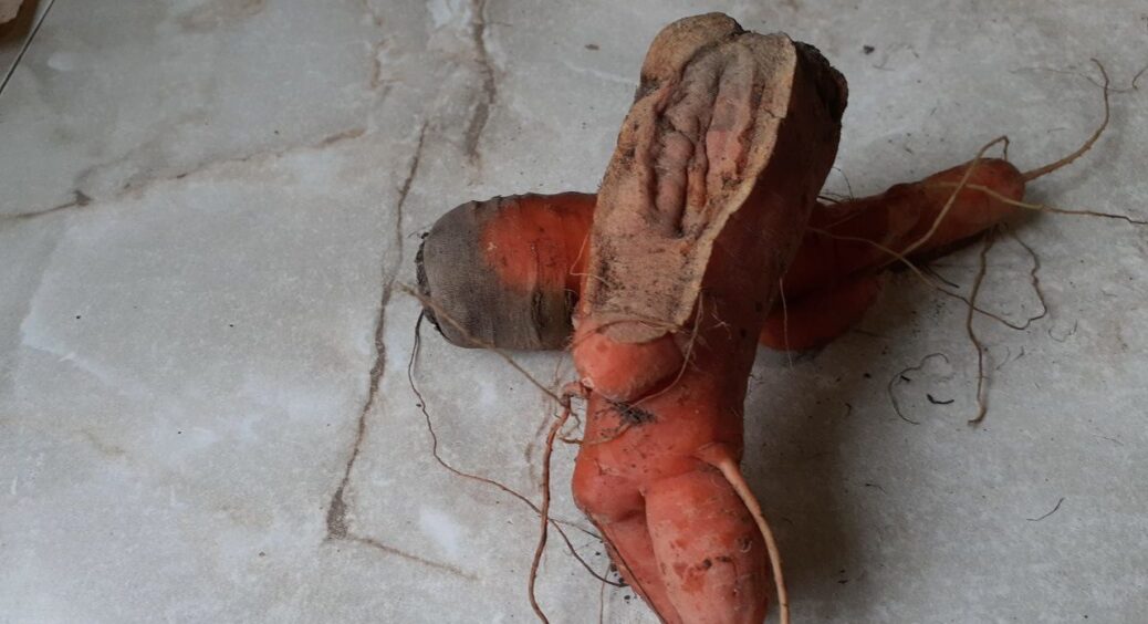 “Порепалися” 90% моркви: побігла до сусіда-агронома з 43-річним стажем, а він знайшов 2 помилки в догляді  