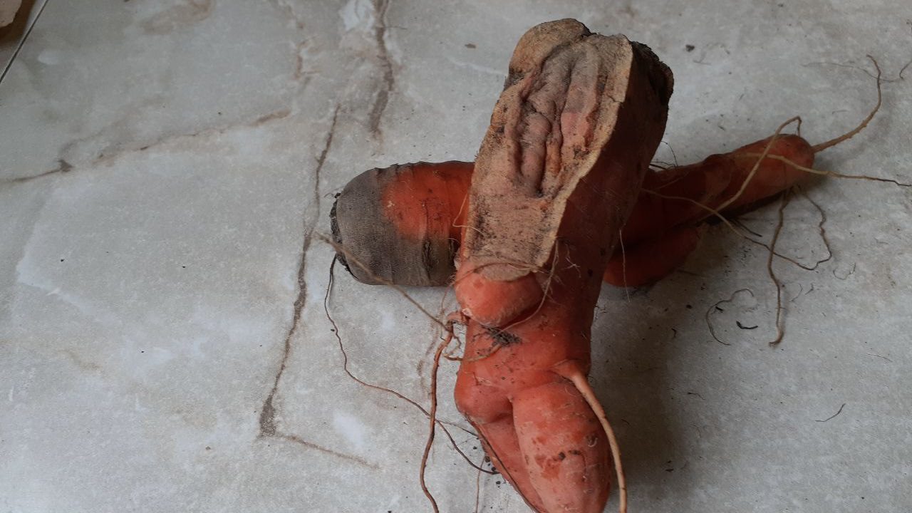 Городники розповіли, через які помилки у догляді морква тріскається 