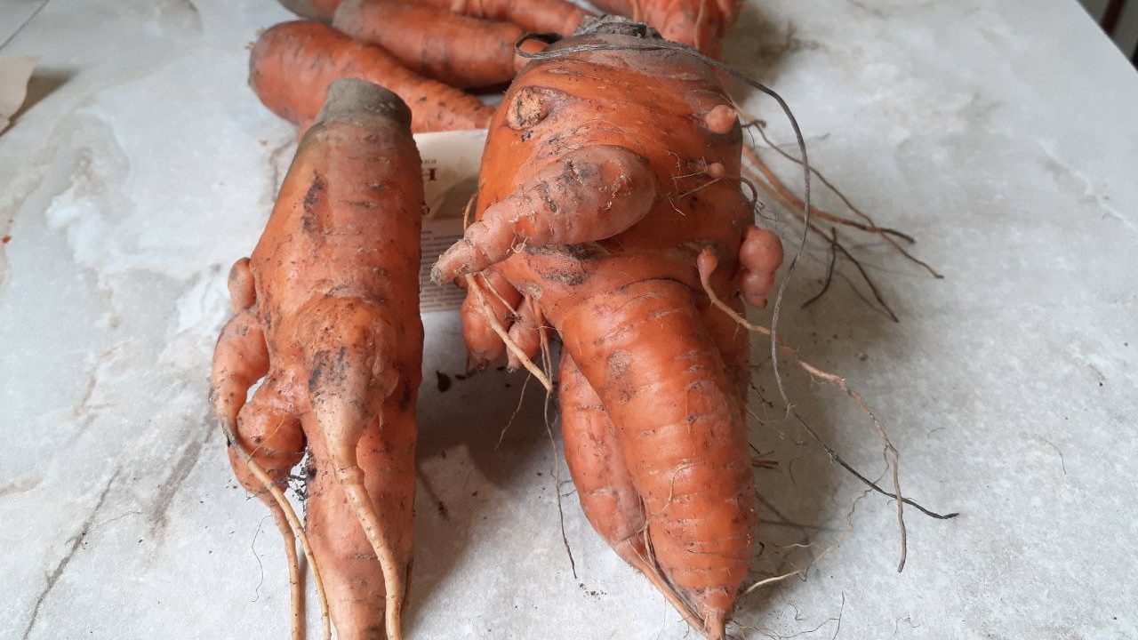 Городники назвали 4 причини, чому морква виростає рогата і деформована 