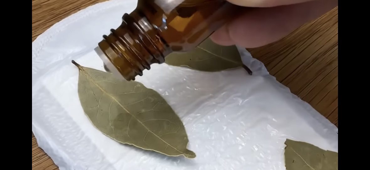 Експерти показали, як покращити самопочуття за допомогою лаврового листа 