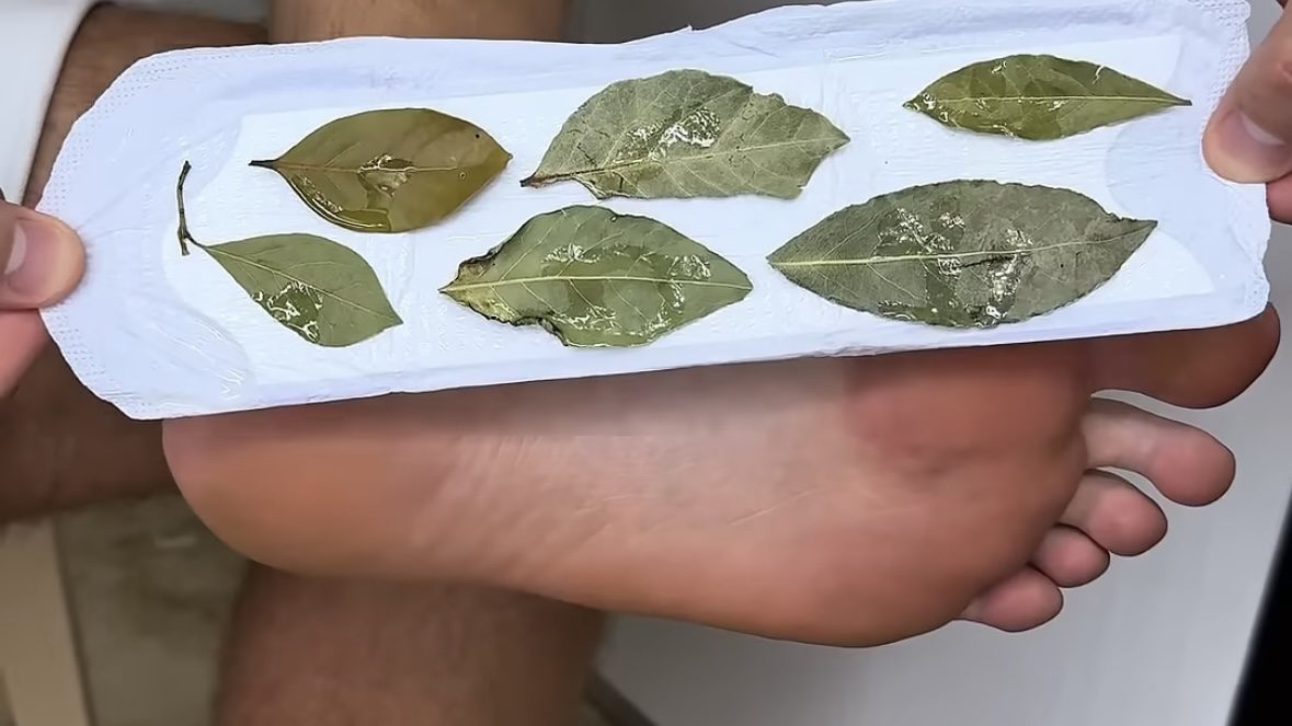 Експерти показали, як покращити самопочуття за допомогою лаврового листа 