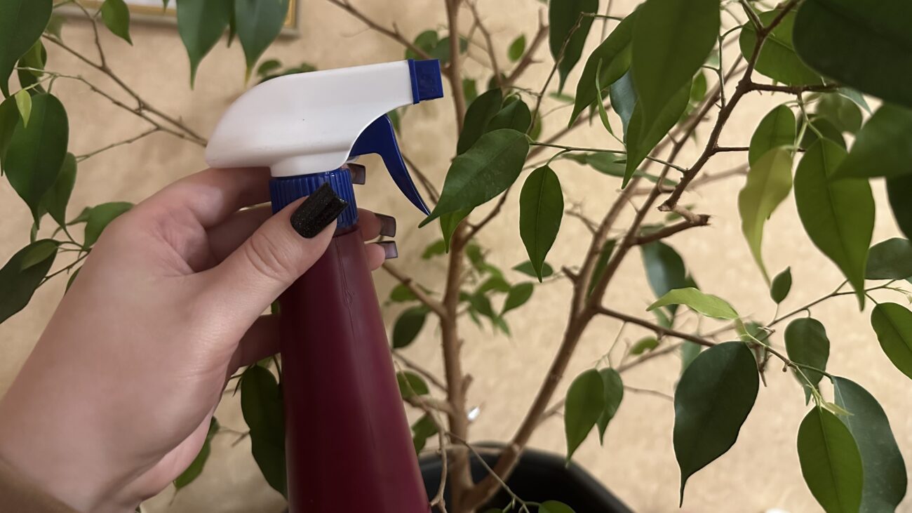 Квіткарі розповіли, яким засобом можна підживити фікус Бенджаміна 