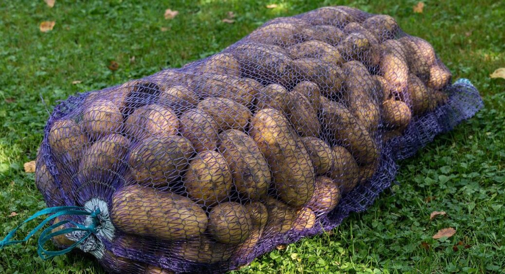 Втрачала 50% картоплі до зими – поки не дізналась про це: обсипала просушені бульби, гниль зупинилась в мить 