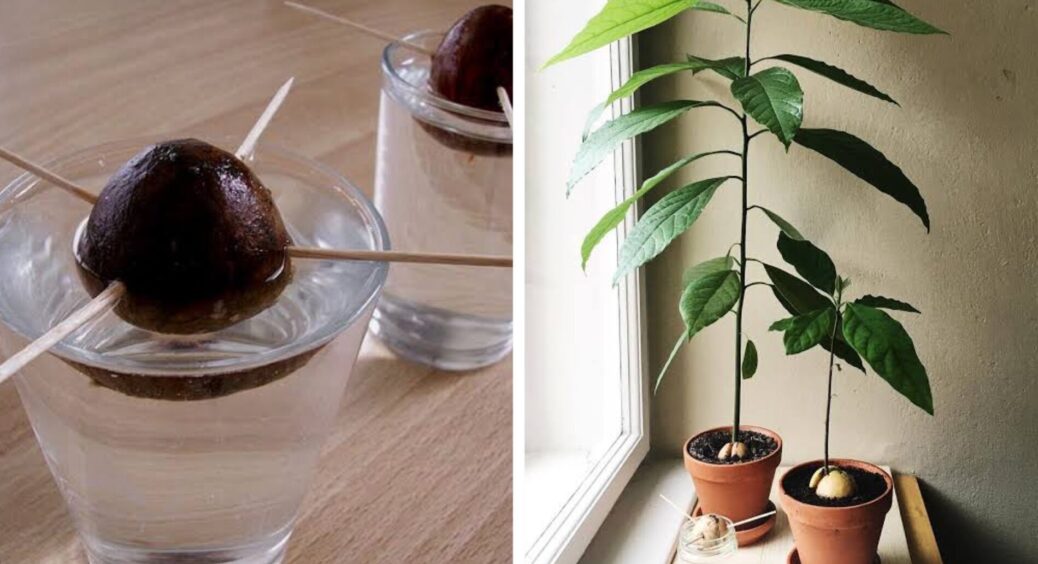 Купила авокадо, а в ньому кісточка — з пів кулака: нічого добру пропадати, знайшла 3 поради, як проростити 