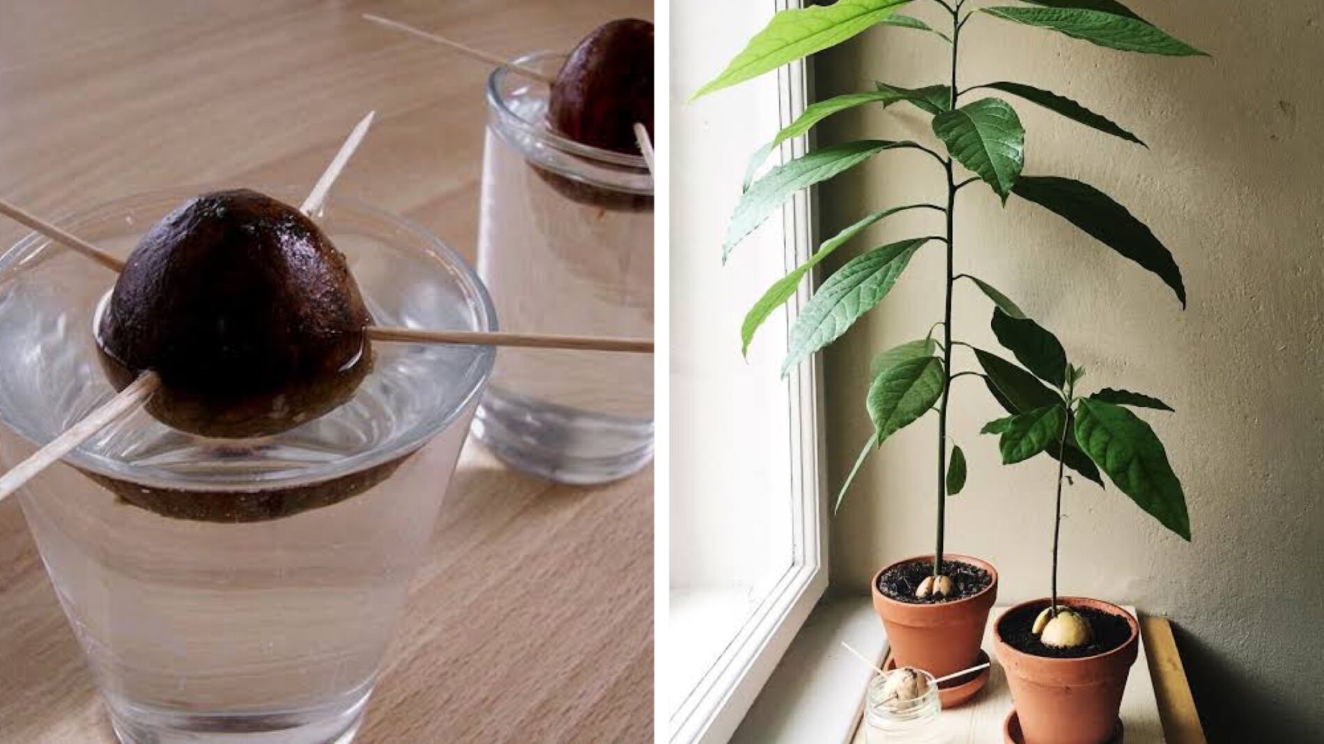 Квітникар розповів, як вдома швидко проростити кісточку з авокадо 