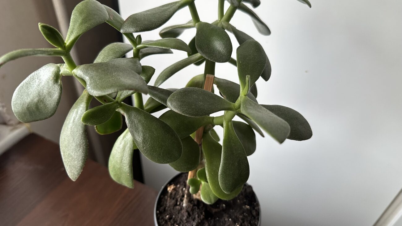 Квітникарі розповіли, як приготувати ефективне добриво для домашніх квітів 