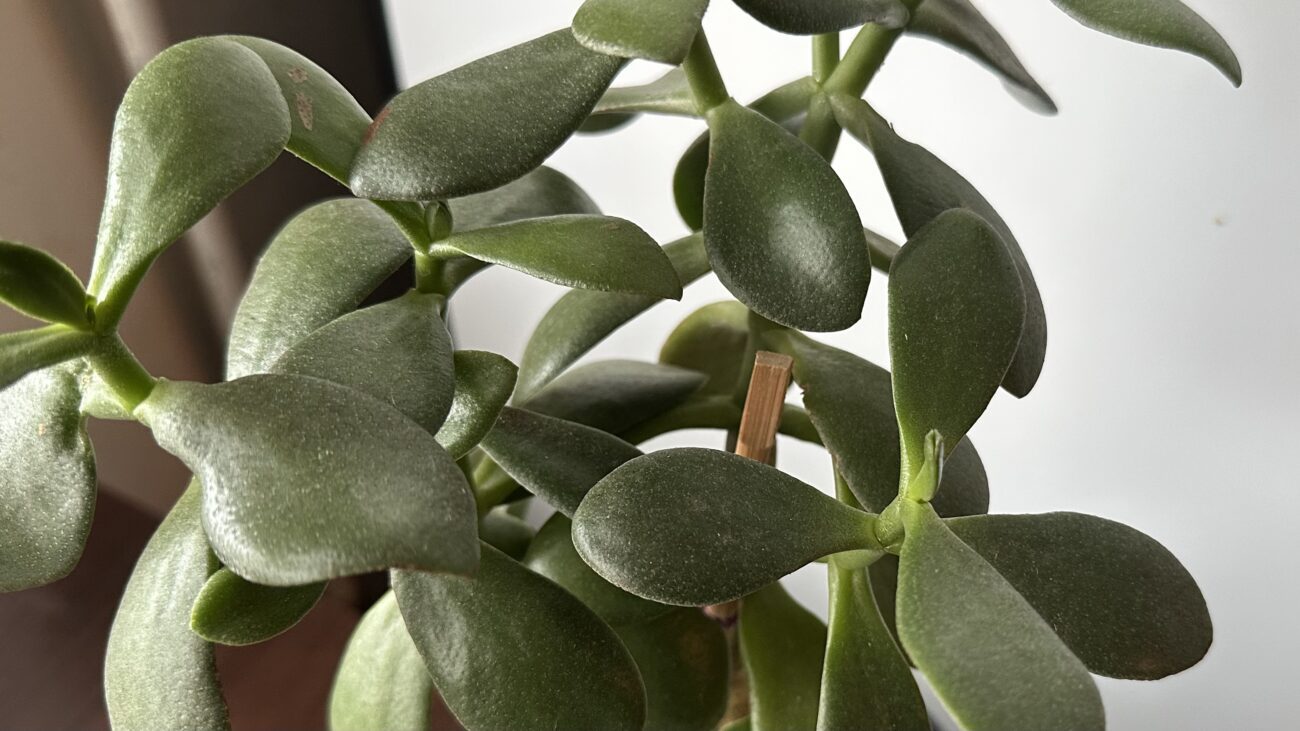 Квітникар розповів, як потрібно підживлювати грошове дерево 