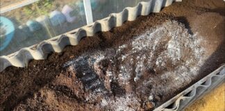 Городники розповіли, як зробити город пухким без перекопування 