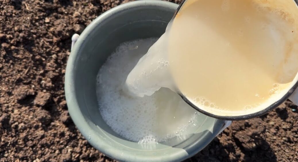 1 відро на 5 квадратних метрів: восени обов’язково проливаю цим розчином город — земля буде родюча і “жива” 