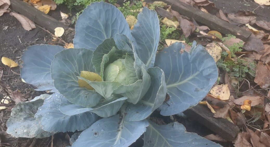 Грядку з цими рослинами у грудні не перекопую: секрет багатого врожаю навесні – я відкрила навіть сусідам 