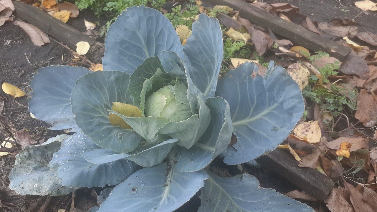Городники розповіли, що робити, якщо у жовтні капуста досі не закрутила качан