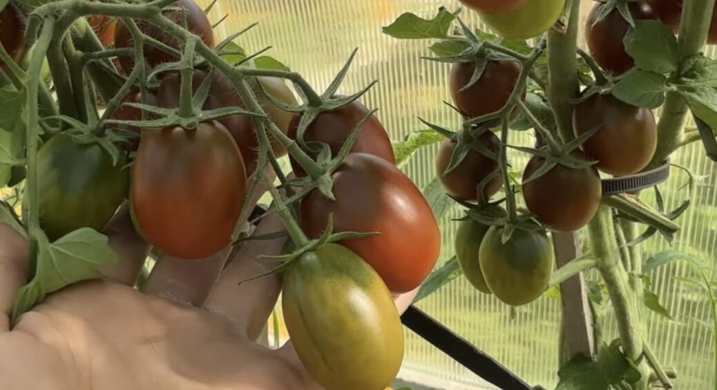 Не заздріть, але у мене досі плодоносять томати: 1 складником і ґрунт для родючості полила, і кущі підживила 