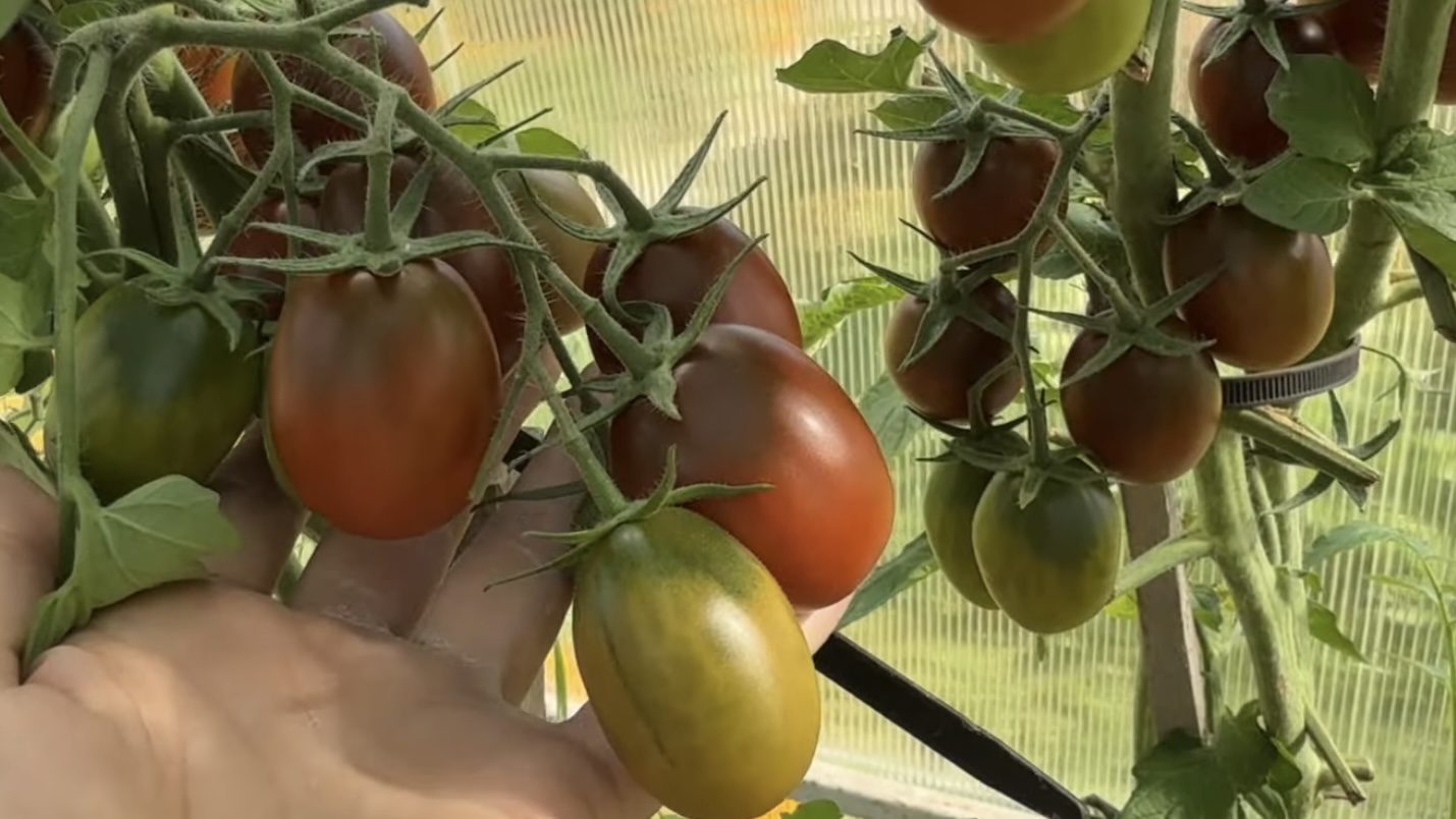 Городники розповіли, що зробити, аби томати плодоносили у жовтні 
