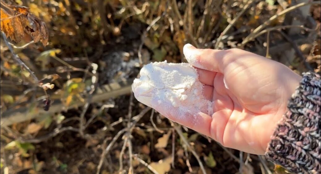 Чим підживити смородину у березні, щоб отримати рясний урожай: 1 дієве добриво 