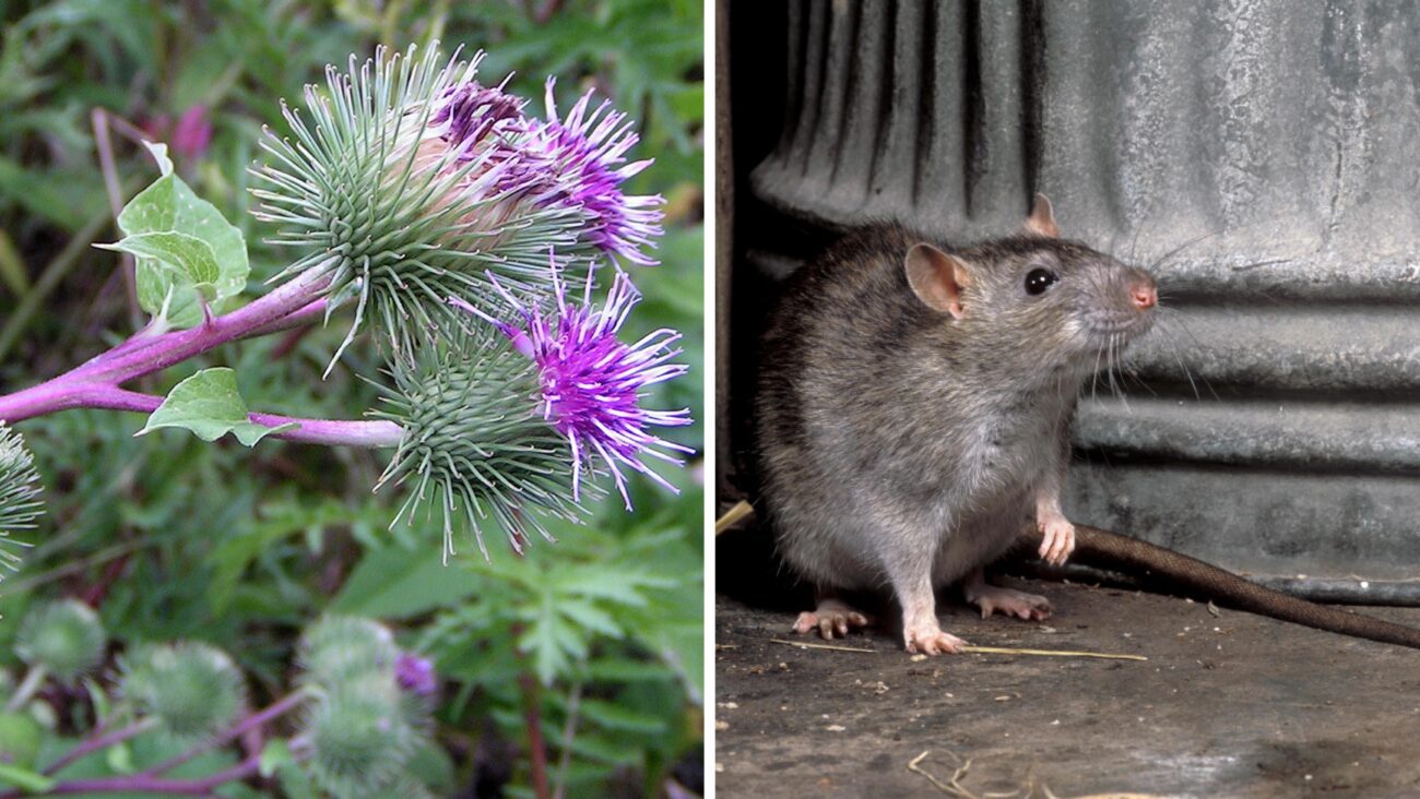 Господині розповіли, як позбутися гризунів без пасток та отрут Господині розповіли, як позбутися гризунів без пасток та отрут