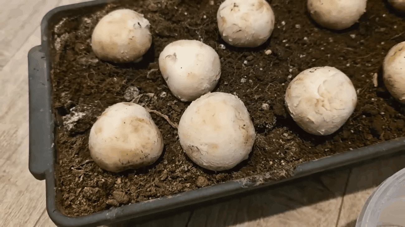 Експерти розповіли, чи реально вирощувати лісові гриби на власній ділянці