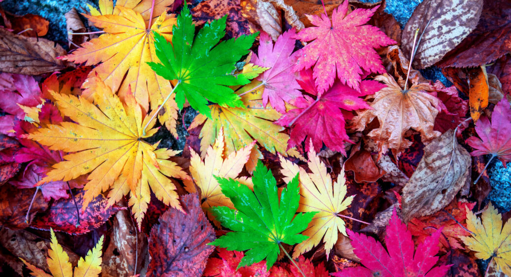 Список рослин, завдяки якому в мій сад восени заглядають сусіди: 100 відтінків жовтого, зеленого і червоного 