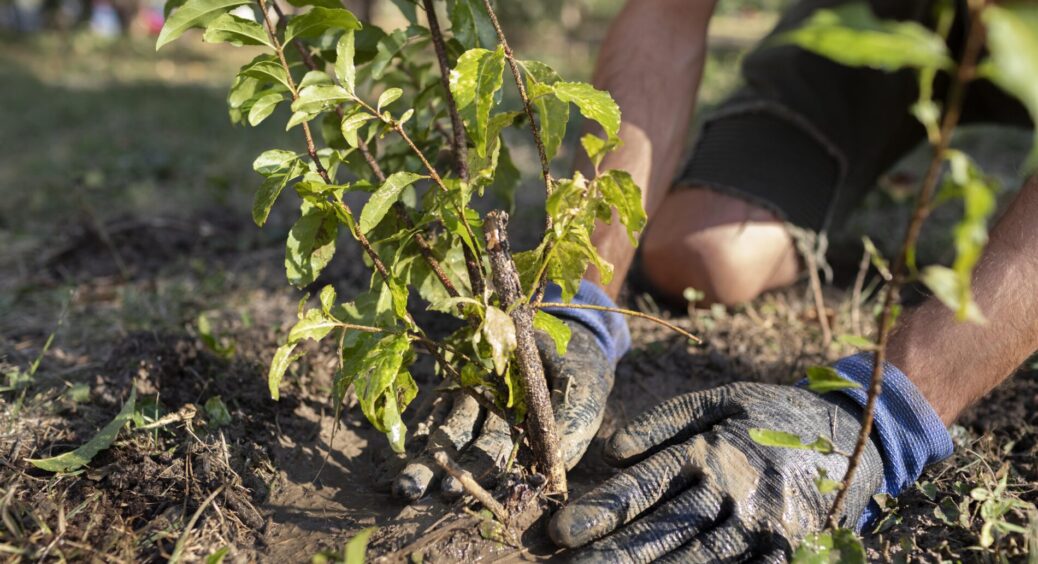 89-річний дідусь-садівник сказав: “Ці фруктові дерева треба садити восени, а ці – навесні, без компромісів” 