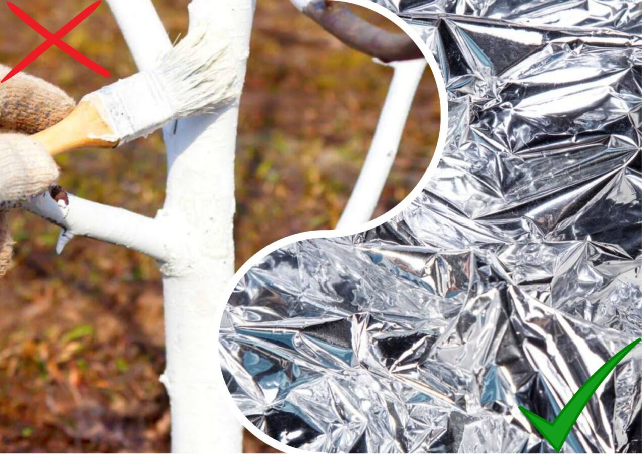 Садівники розповіли, чим замінити побілку дерев