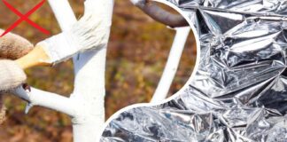 Садівники розповіли, чим замінити побілку дерев