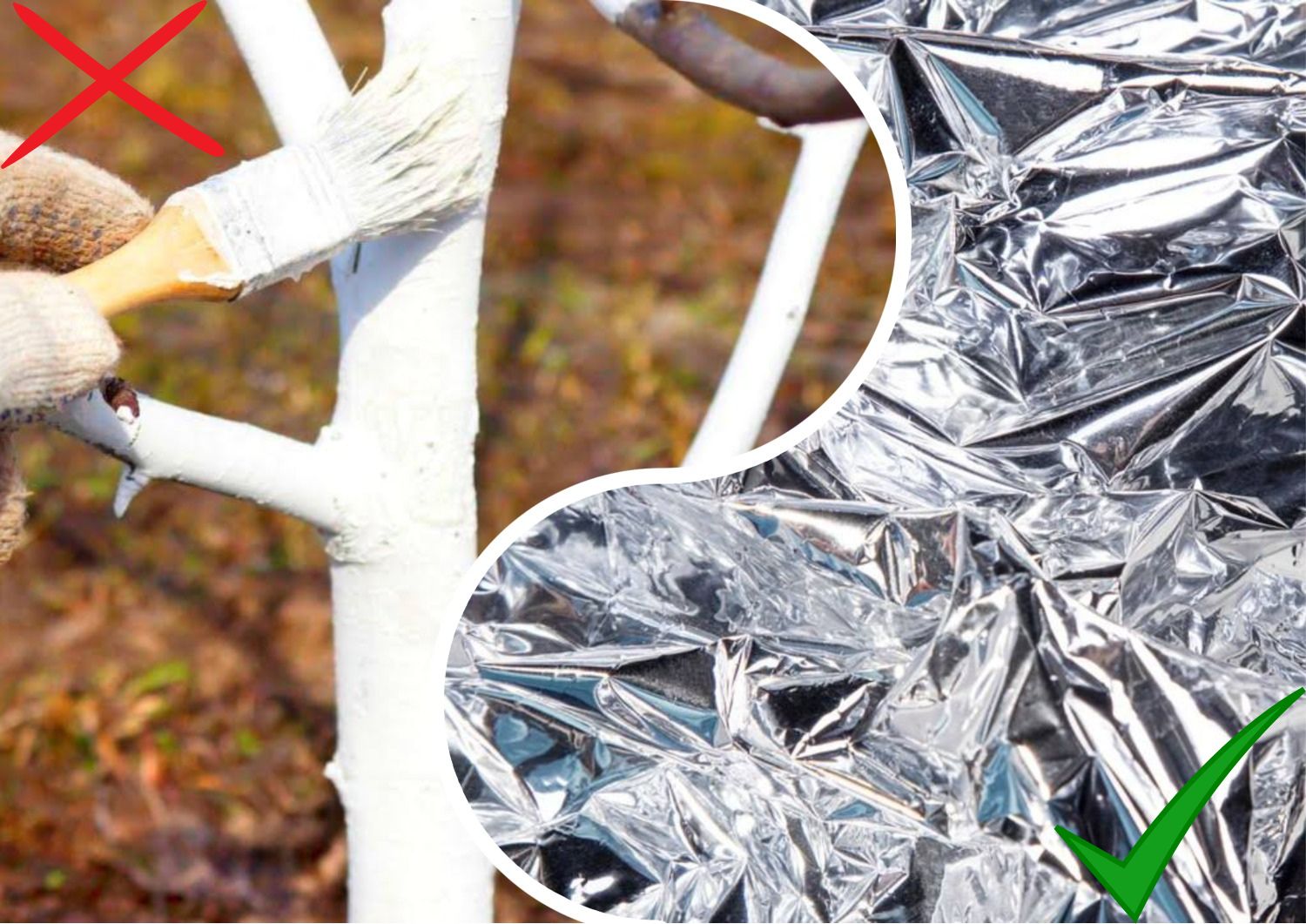 Садівники розповіли, чим замінити побілку дерев