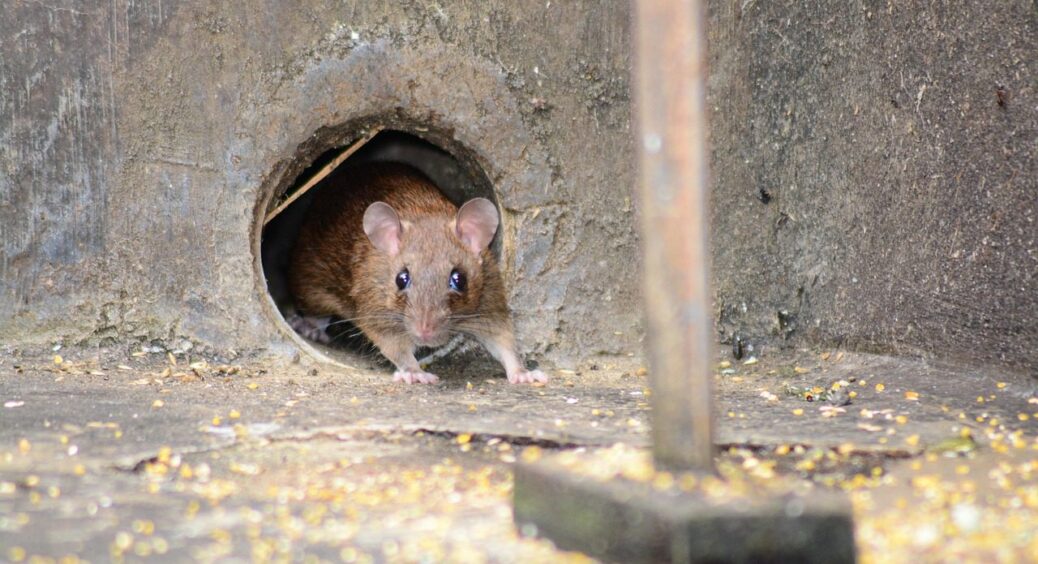 Гризуни біжать так, що аж пʼяти виблискують, коли чують ці запахи: в 10 разів працює краще за мишоловки 
