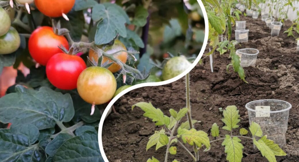 Це не моя забаганка, а дотримання сівозміни: чому кожного року потрібно змінювати грядки для помідорів 