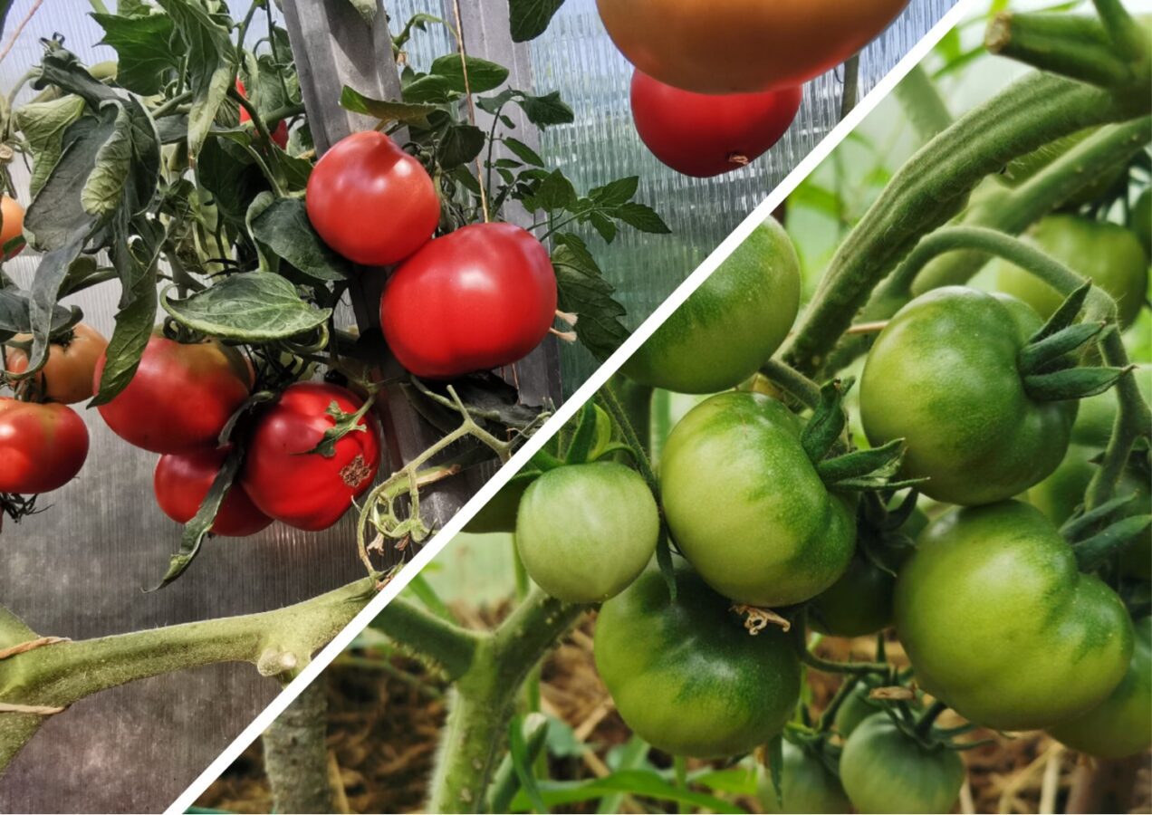 Городники розповіли, чим найкраще підживлювати томати 