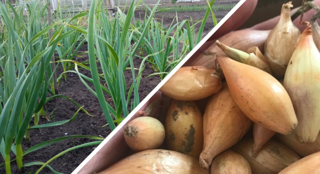 Озиму цибулю висаджую тільки в ці “чудотворні” дні: одразу вкорінюється, не пускає пірʼя, а головки — пісня 