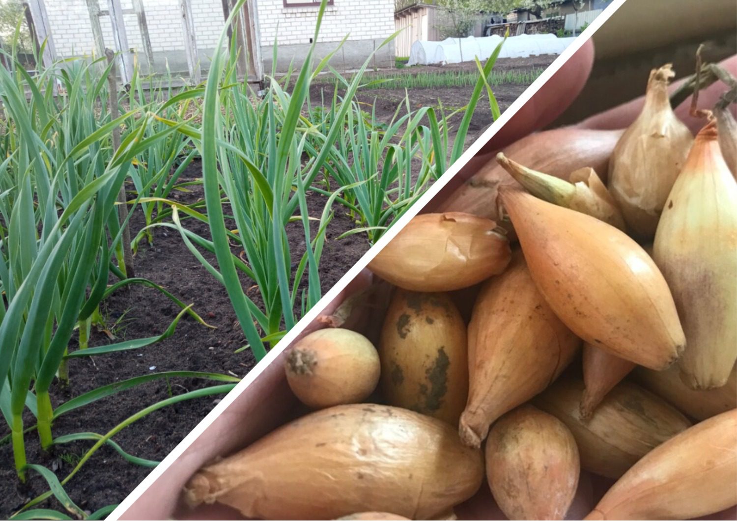 Експерти розповіли про найкращі голландські сорти цибулі 