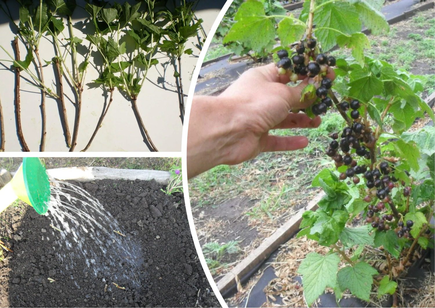 Як розмножувати смородину без клопоту