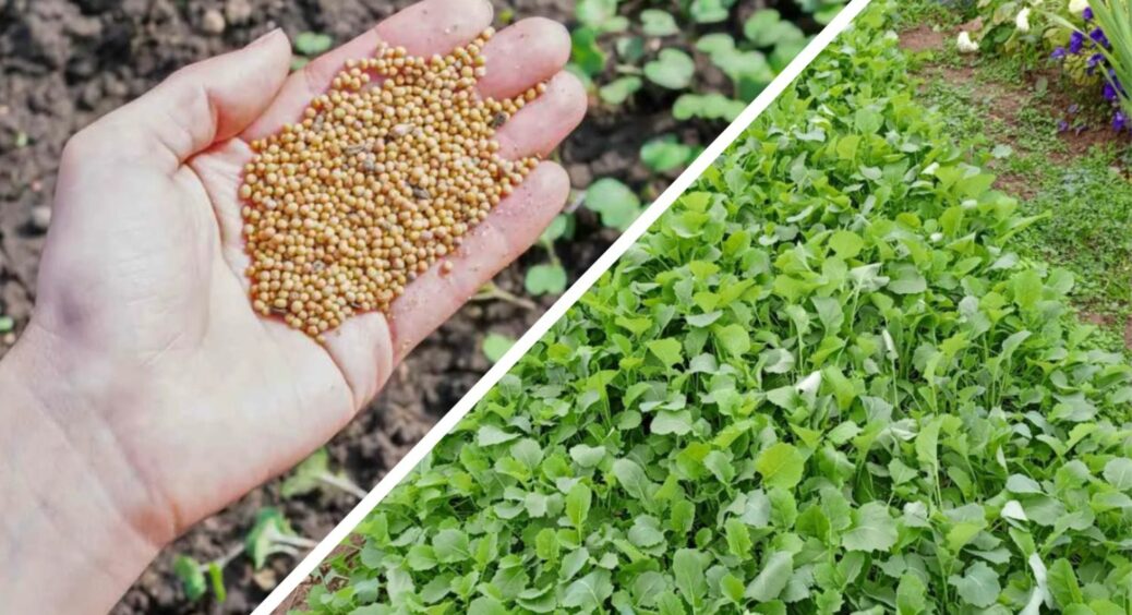 3 агрономів спитали, які сидерати краще садити восени – всі дали 1 відповідь: забудьте про гірчицю і фацелію 