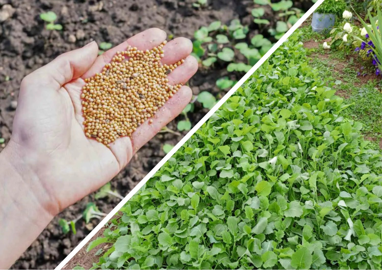 Які сидерати сіяти восени для оновлення ґрунту