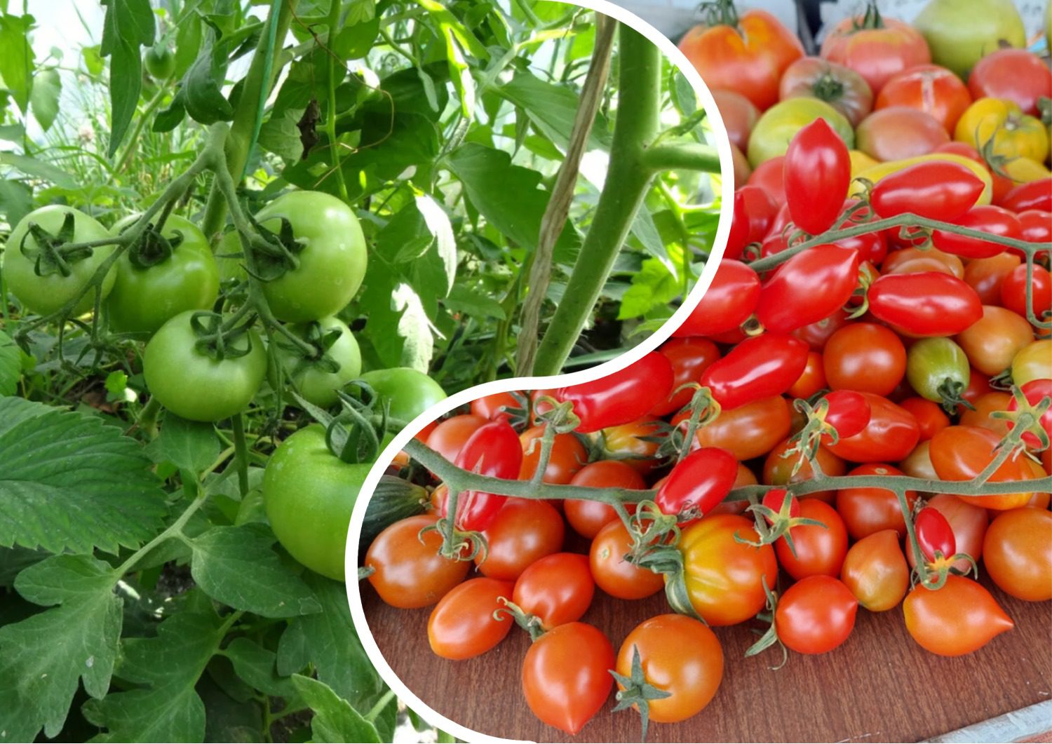 Який сорт томатів найкраще підійде для вирощування на грядці