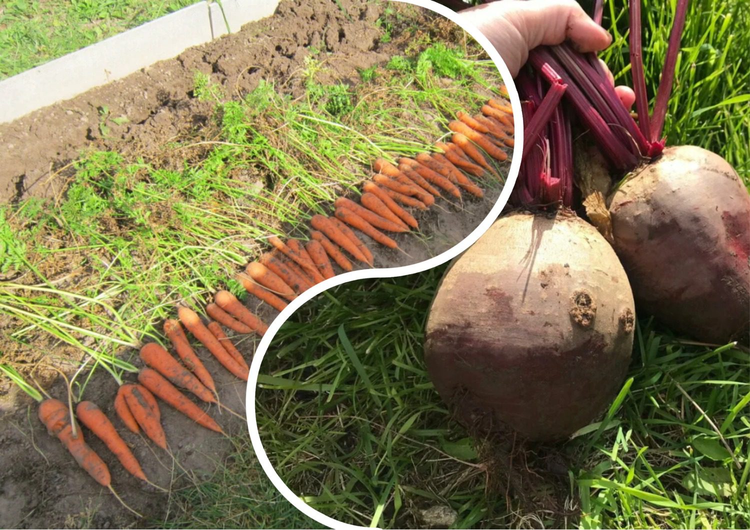 Як підготувати грядку для вирощування моркви та буряка